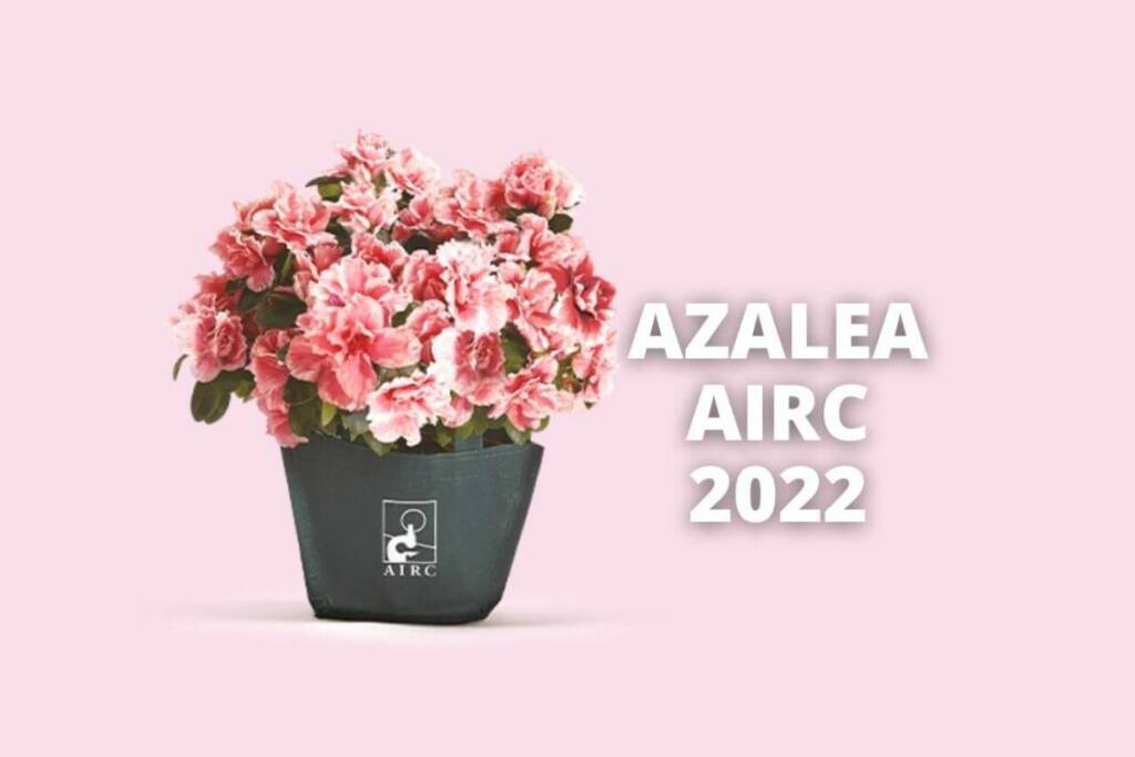 Azalea-AIRC-2022