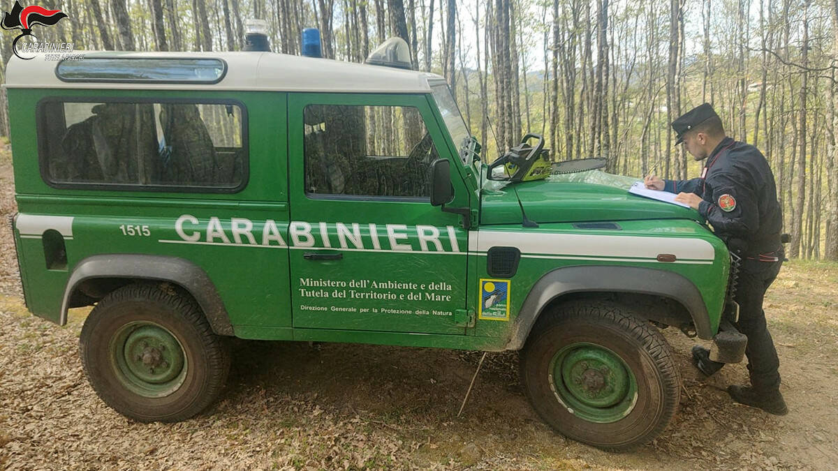 I carabinieri del Parco delal stazione di Cotronei hanno sequestrato 5 quintali di legna tagliata abusivamente