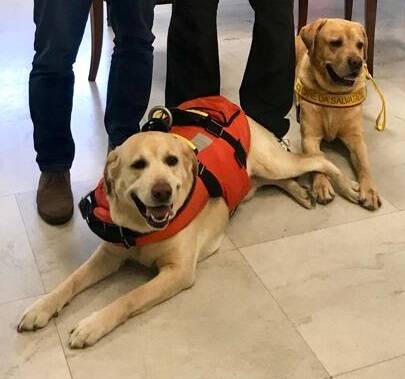Due cani della Rescue Dog fotografati nella stanza del sindaco