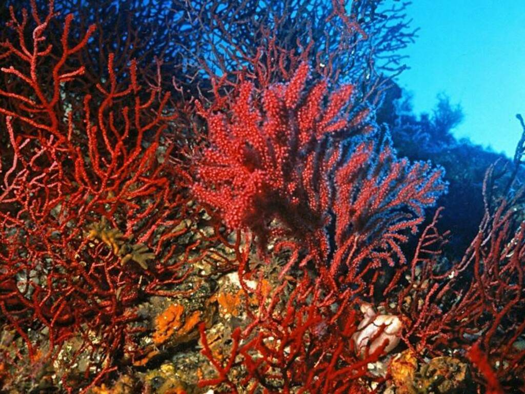 coralligeno