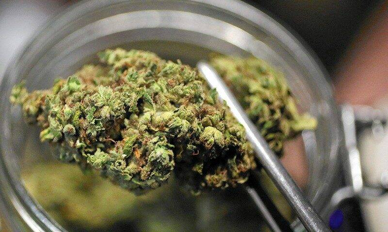 cannabis-terapeutica